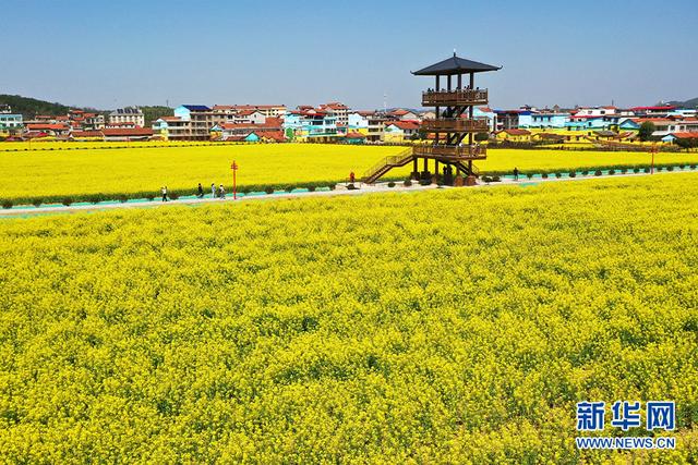 乡村振兴在行动丨湖北咸宁：“赏花经济”打破“季节限定”