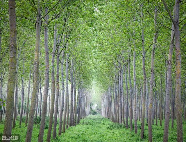 杨树的种植技术，教你种植高产方法，科学管理收益高！