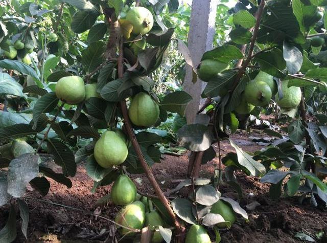 温室大棚种植四季梨，需要科学修剪和管理，有助于高产高质