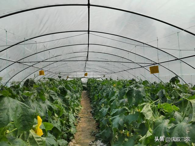 丝瓜规模化栽培新方法新方向：大棚避雨矮化密植栽培，露地也适用