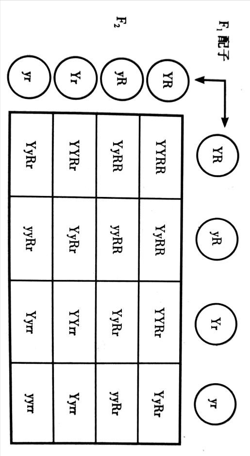 2022年高考 生物自由组合定律和基本方法