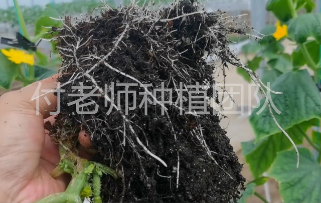 做袋培瓜果蔬菜，选用无土栽培专用种植袋，效果好价格低