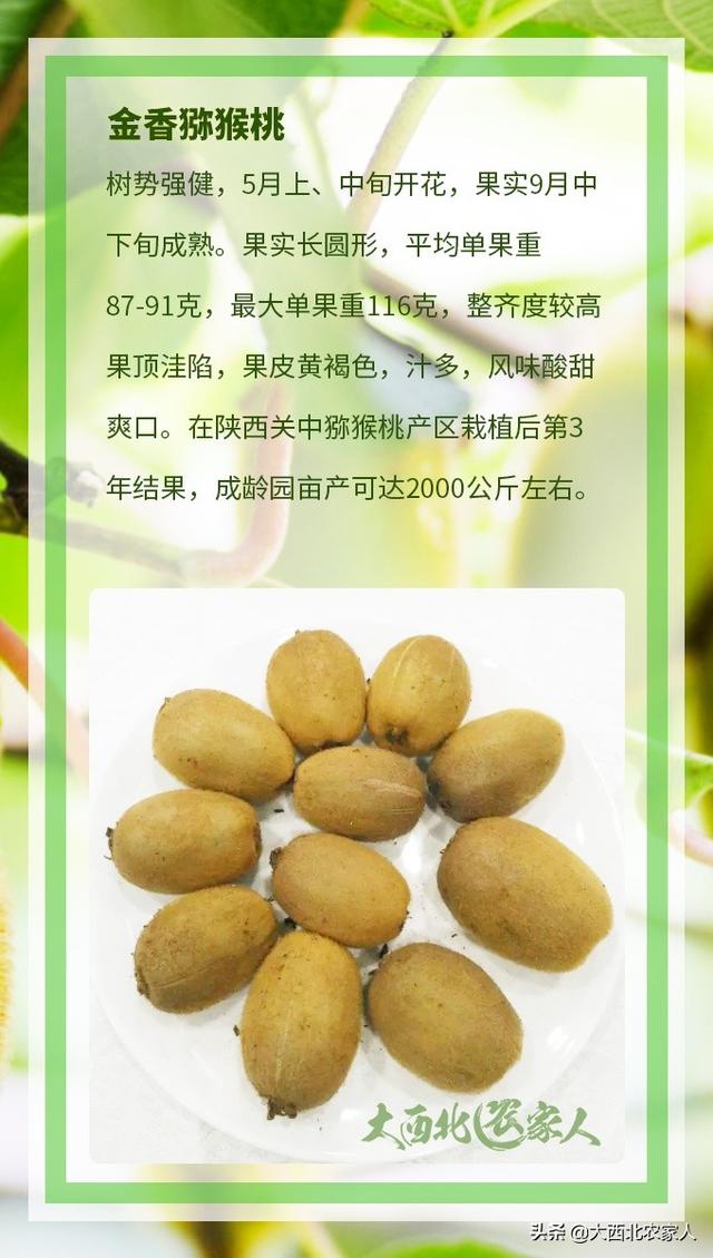 果农种植猕猴桃果树，多个品种介绍及优良品种推荐