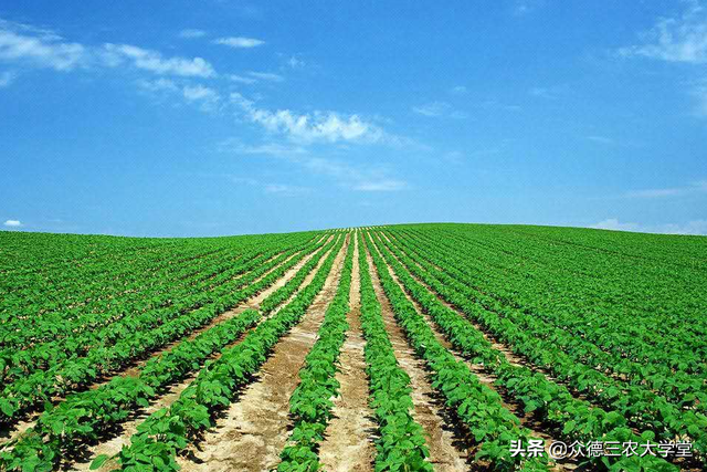 北方地区大豆种植技术指导