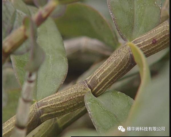 在家里种植铁皮石斛与护养（攻略全)