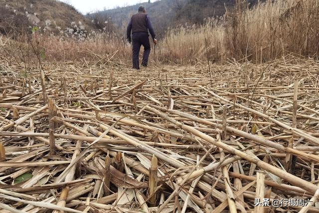 7旬农民大叔在山沟种芦苇，荒草成抢手货，1亩地能赚2万元