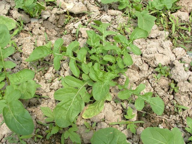 种植芝麻菜，记住这几点，才能长得旺盛