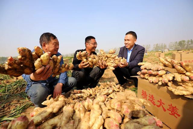 驿城区：生姜种出“致富路”产业振兴“姜”来好