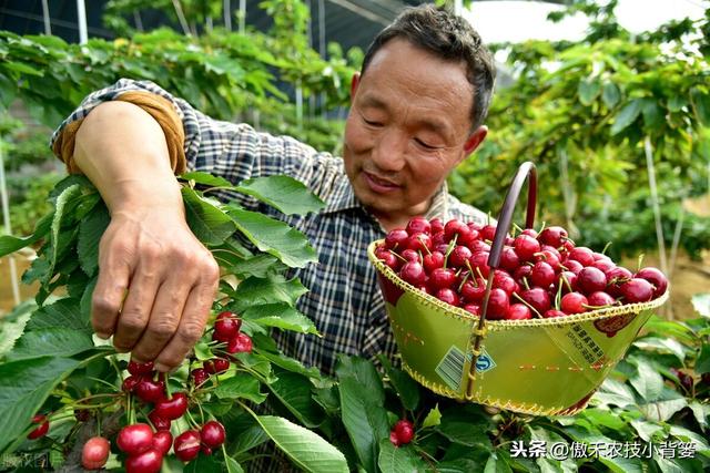 大樱桃如何种植管理才能更高产？1-12月份全年管理重点要记好