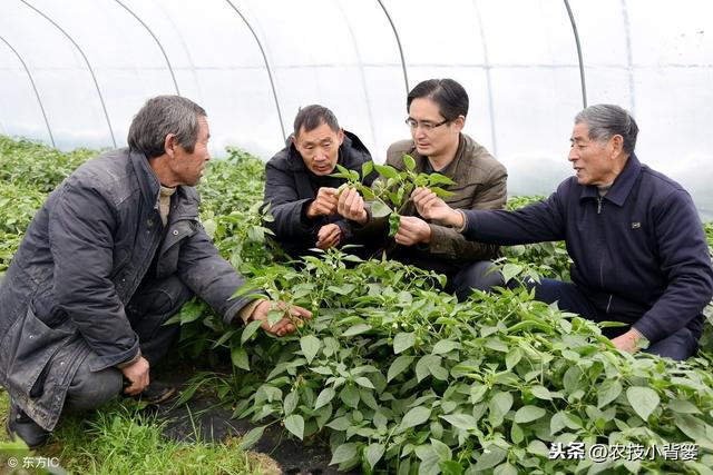 种植冬季大棚蔬菜，保温防寒、浇水控湿管理技巧！