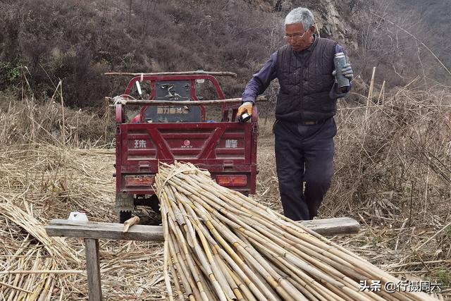 7旬农民大叔在山沟种芦苇，荒草成抢手货，1亩地能赚2万元