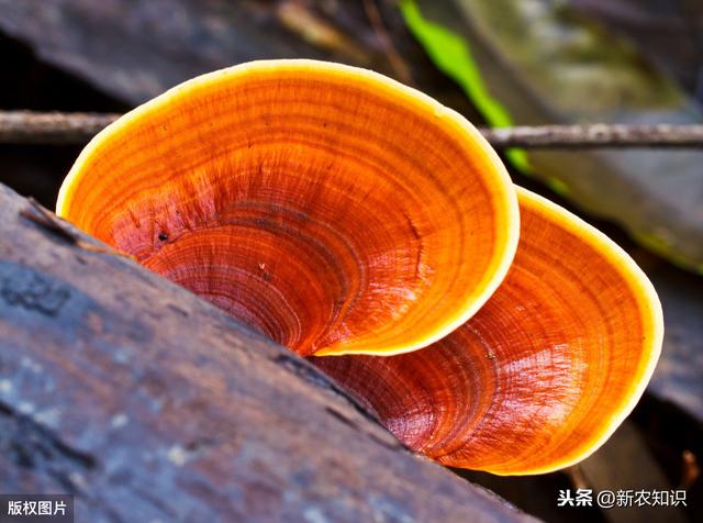 林下仿野生灵芝高产栽培技术，种植的时候有不少注意的，不妨看看