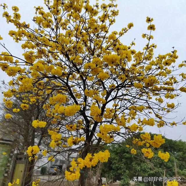 小学生优秀作文欣赏：我的植物朋友