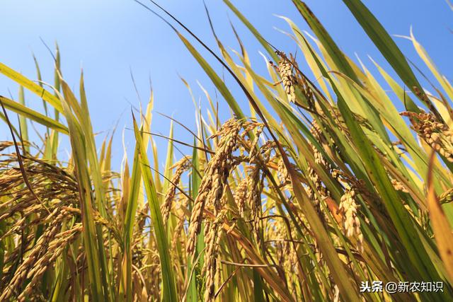 优质水稻高产栽培技术，掌握正确的方法才能实现大丰收！建议收藏