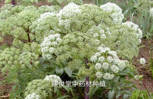 2018年效益不错的中药材白芷种植技术