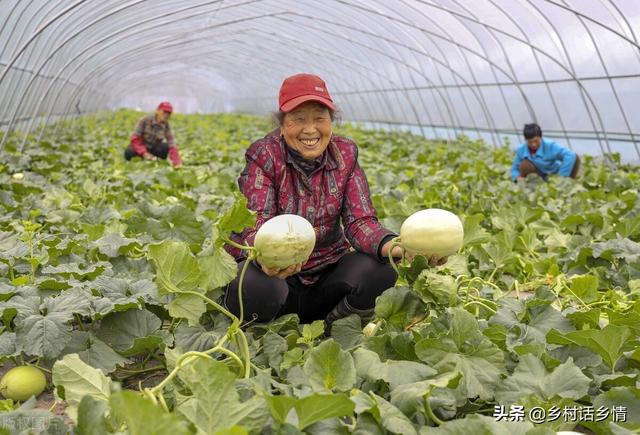 种植西瓜、黄瓜、丝瓜、甜瓜，分享给你五个秘诀，个大瓜又多