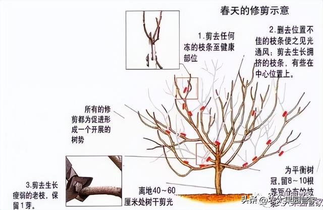 实用的无花果栽培技术大全，请收藏