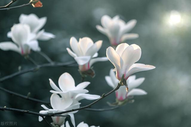 先开花后长叶的常见植物介绍