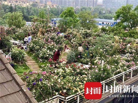 成都“花痴”夫妻建“无土”空中花园 一年四季玫瑰盛开