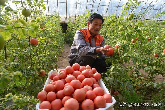 如何种好秋冬茬西红柿？这篇文章告诉你种植技巧