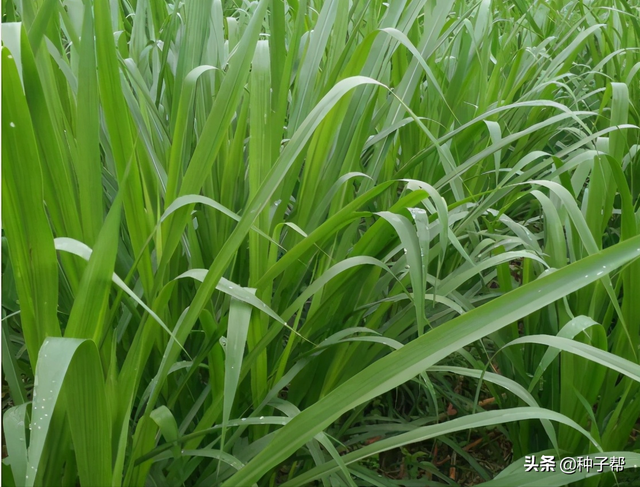 被称“草中皇帝”的皇竹草，饲养效益高，它存在哪些不足的地方？