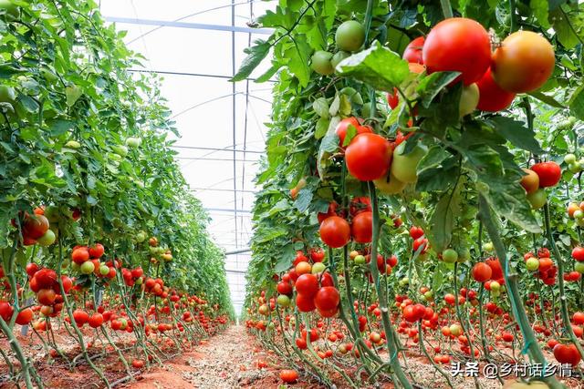 种植蔬菜学会用这三种菌剂，生根壮苗防病害，无可替代