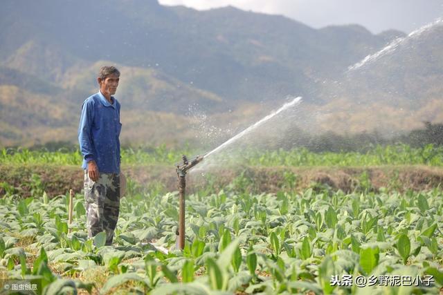 烤烟如何种植管理？才能高产，高收