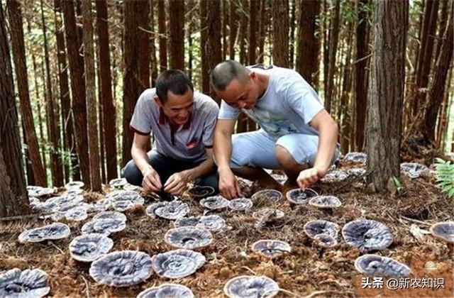 林下仿野生灵芝高产栽培技术，种植的时候有不少注意的，不妨看看