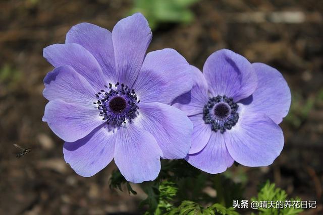 银莲花种植很简单，做好这几步，发芽快不烂根，开花能开1个月