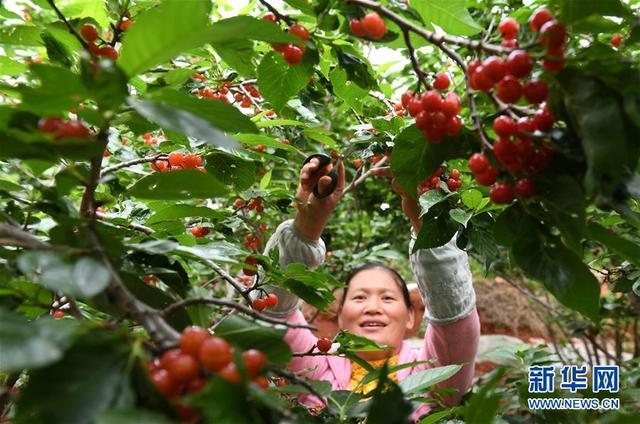 云南富民：樱桃丰产 农民增收