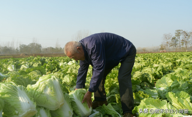 8月中旬大白菜播种正当时，这样种植大白菜才能高产又丰收