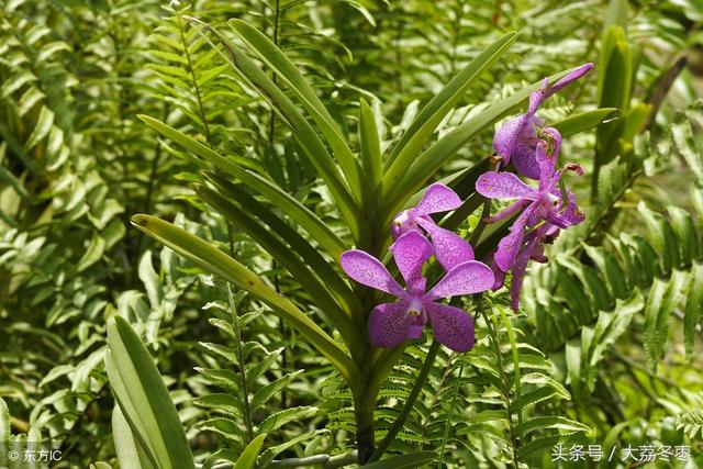 药用种植类——白芨的种植与管理