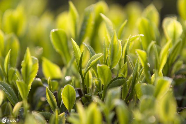 茶籽播种需要掌握哪些技巧？如何提高发芽率？看完这篇你就懂了