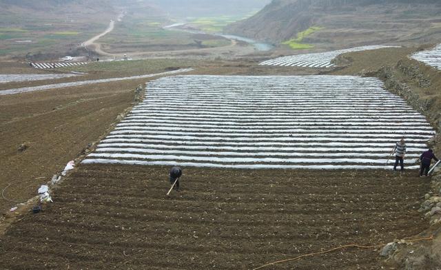 贵州大方：3000亩早熟糯玉米种植打响春耕生产“第一仗”