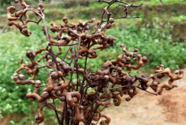 种植拐枣高产管理措施、学会科学的田间管理，提高产量并不难