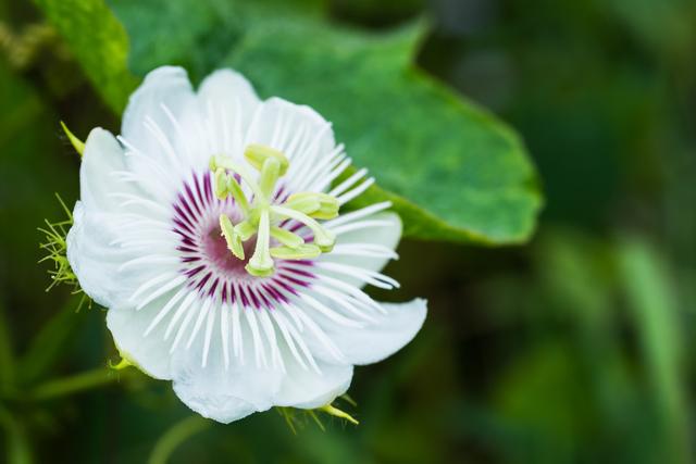 西番莲属于藤本植物，营养丰富、口感浓郁，种植要掌握科学方法