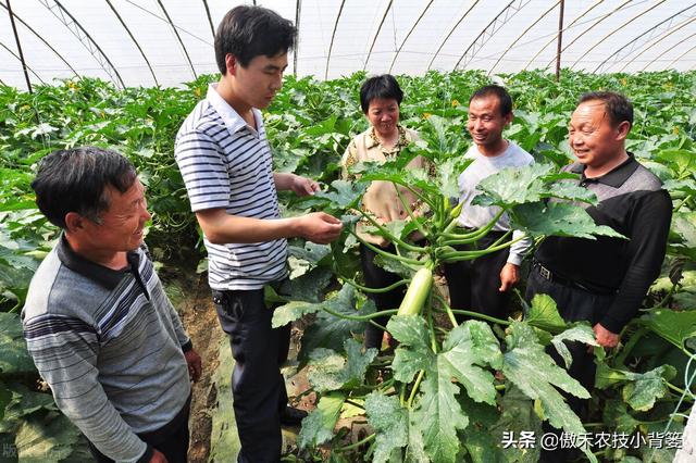 秋季大棚蔬菜高产种植有技巧，棚内5条管理事项要抓好