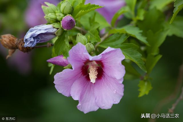 华北地区适合庭院种植的树木，你知道有哪些吗