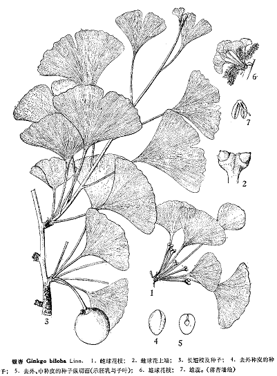 划时代的植物产物——种子丨凡此种种