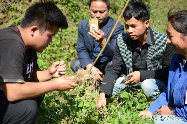 黄精太难种？选好种植模式、改良土壤，加上精细化管理，问题不大