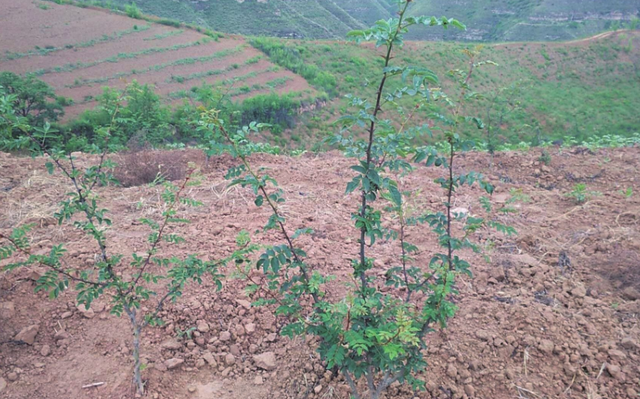 花椒怎么种？初花等3年，初果持续5年，第15年才进入盛果期