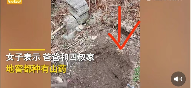 地窖种山药：不沾泥悬空长，收获不用再挖土，新方法适合推广吗？