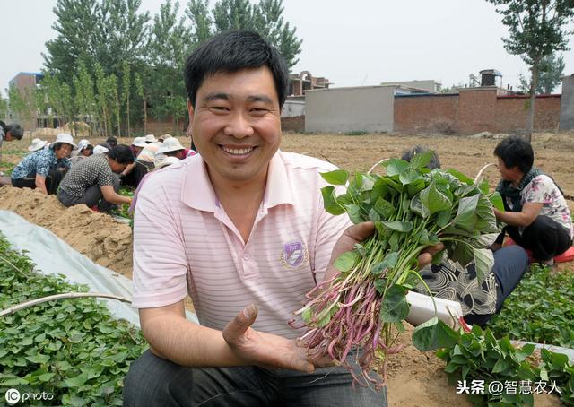 又到红薯种植季，学会这4个种植管理技术，种出的红薯个大口感好