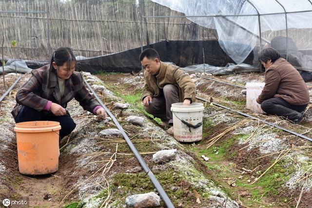 亮相过「舌尖上的中国」的羊肚菌怎么栽种？看这几步就够了