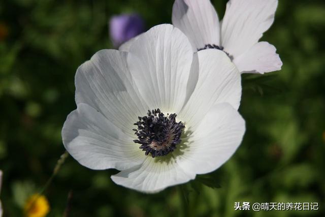 银莲花种植很简单，做好这几步，发芽快不烂根，开花能开1个月