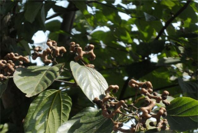 种植拐枣高产管理措施、学会科学的田间管理，提高产量并不难