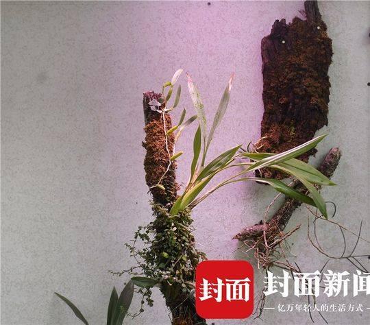 成都“花痴”夫妻建“无土”空中花园 一年四季玫瑰盛开