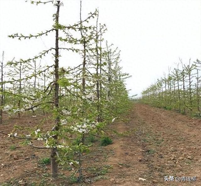 矮化甜樱桃容器大苗培育技术