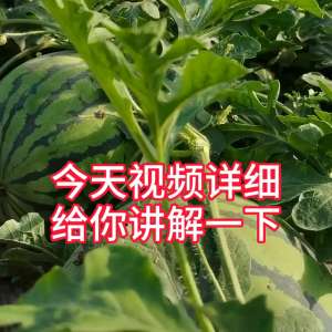 西瓜树种植技术视频(大田西瓜栽培技术#支持三农扶持三农发展)