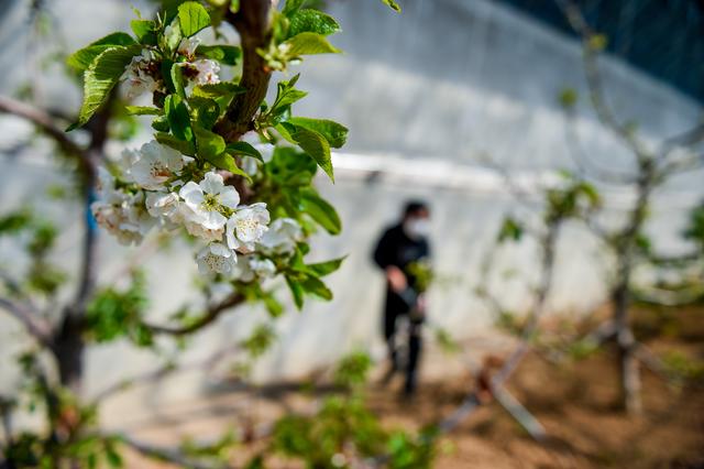 很全面的大棚樱桃种植方案，建议收藏